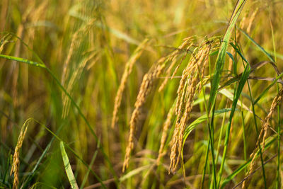 Close-up of stalks in field