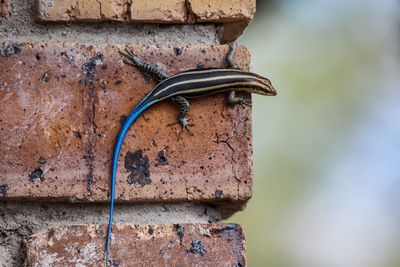 Blue tailed gecko