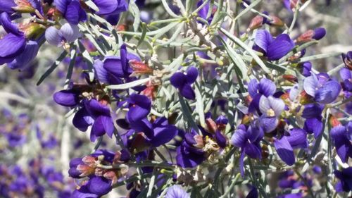 Close-up of purple flowers