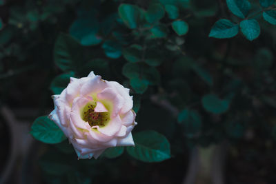 Close-up of rose against blurred background