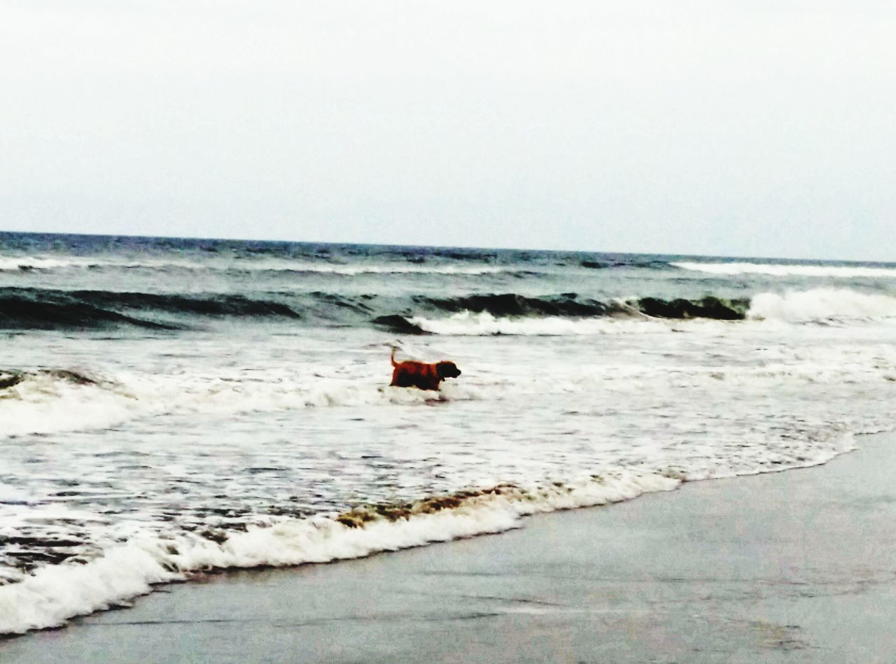 Dog on beach