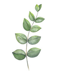 Close-up of plant leaves against white background