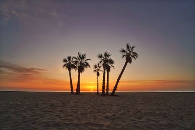 Palm tree on beach against sky during sunset