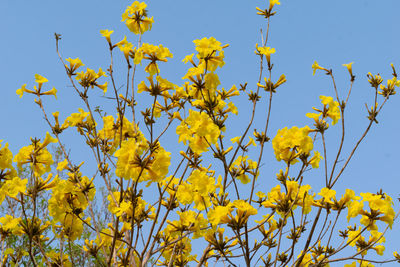 Low angle view of yellow flowering plants against clear blue sky