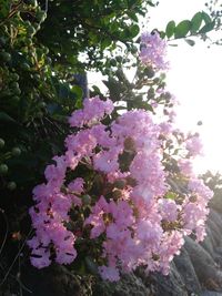 Close-up of pink flowering plant