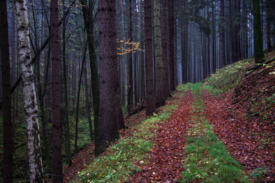 Trees growing in forest during autumn