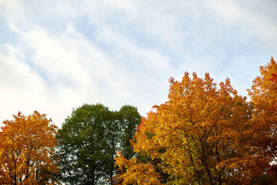 Low angle view of trees against sky during autumn