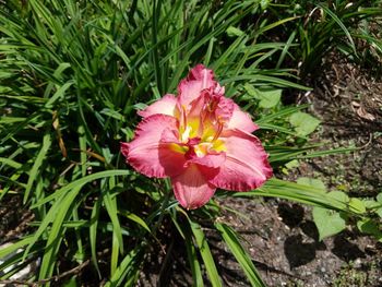 Close-up of pink flower