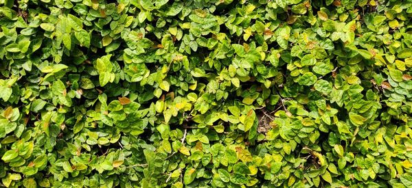Full frame shot of leaves
