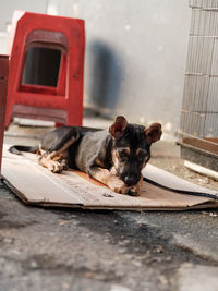 Street cute stray dog chewing on a toy