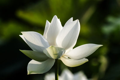 Close-up of white flowering plant