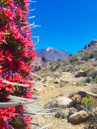 Red flowering plants on land against sky