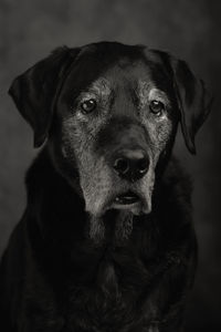 Close-up portrait of dog