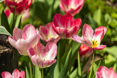 Close-up of pink flowering plant