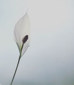 Close-up of peace lily flower 