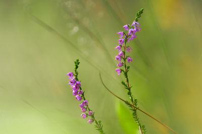 Close-up of purple flowering plant