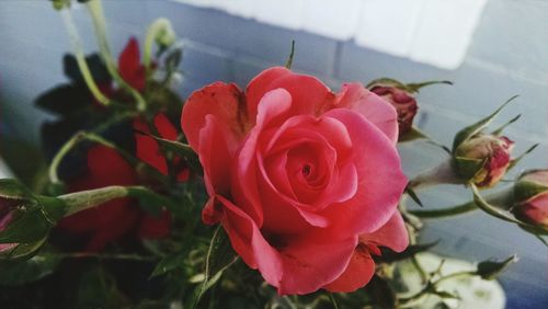 Close-up of pink rose