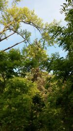 Low angle view of trees
