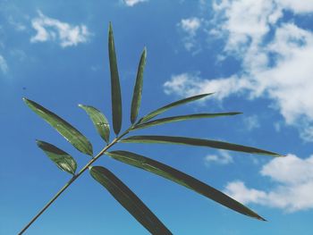 Low angle view of plant against sky