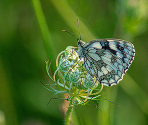 Marbled white english butterfly black spotted wings perched on wild flowers spring view