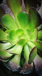 Close-up of fresh green cactus plant