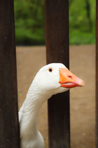 Close-up of a bird