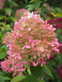 Close-up of pink flowers