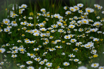 Close-up of white daisy flowers on field