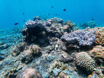 Several fish colonies on coral reefs