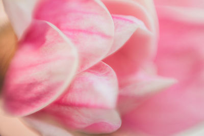 Close-up of pink rose