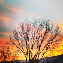 Silhouette tree against dramatic sky during sunset