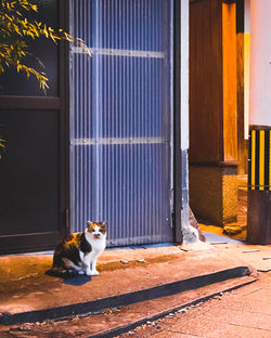 Cat sitting outside building