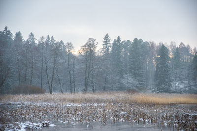 Trees by lake against sky during winter