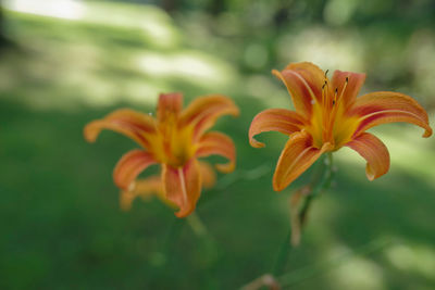 Close-up of orange day lily with green bokeh background 