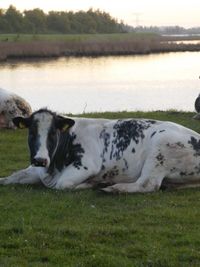 Dog grazing on grassy field