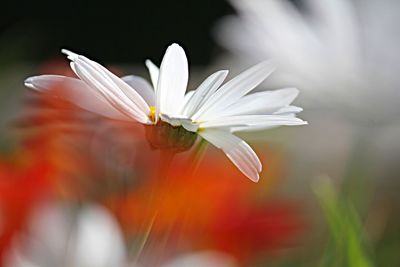 Close-up of white flower