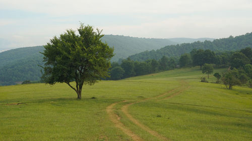 Scenic view of agricultural field against sky