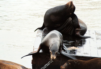 High angle view of sea lions relaxing at pier 39