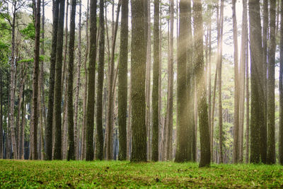 Trees in forest