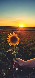 The love between sunbeam and sunflowers 