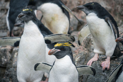 Close-up of penguins