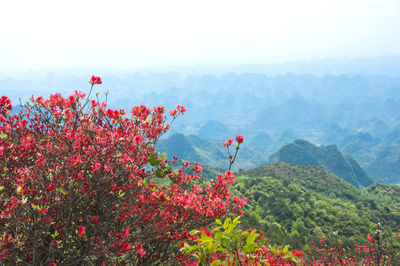 Red flowering plants by mountain against sky