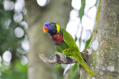 Close-up of parrot perching on tree