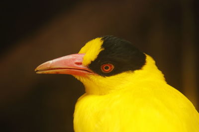 Close-up of a bird