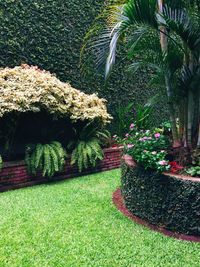 Plants growing outdoors