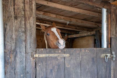 Horse in stable