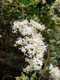 Close-up of flowers on tree
