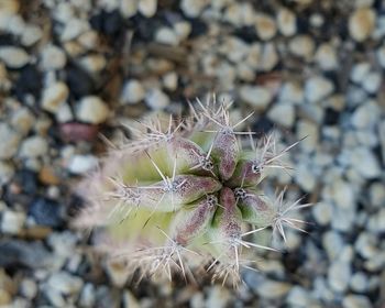 Close-up of thistle dandelion