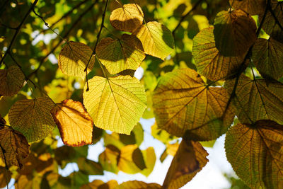 Leaves of tilia platyphyllos tree, sunny sky background