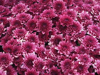 Full frame shot of pink flowering plants